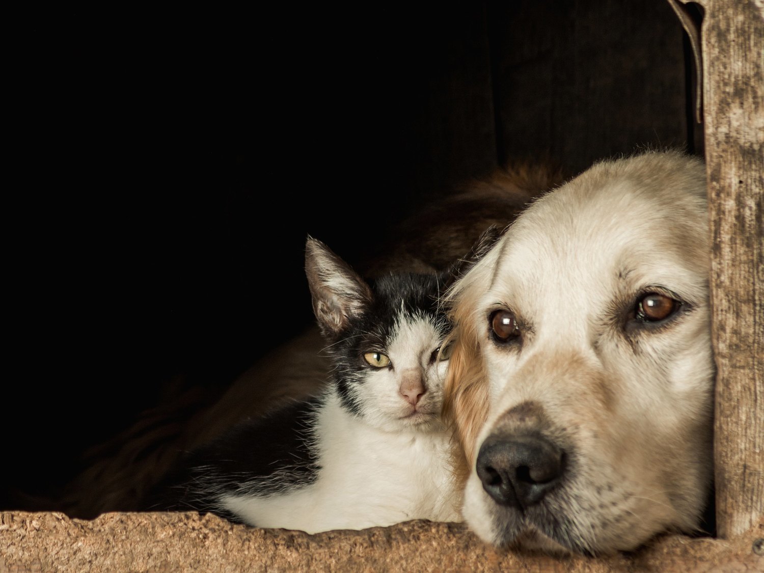 La cepa británica de coronavirus también está haciendo enfermar a perros y a gatos