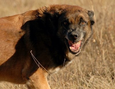 Un perro mata a una bebé de un año que se acercó a su plato de comida en su cocina