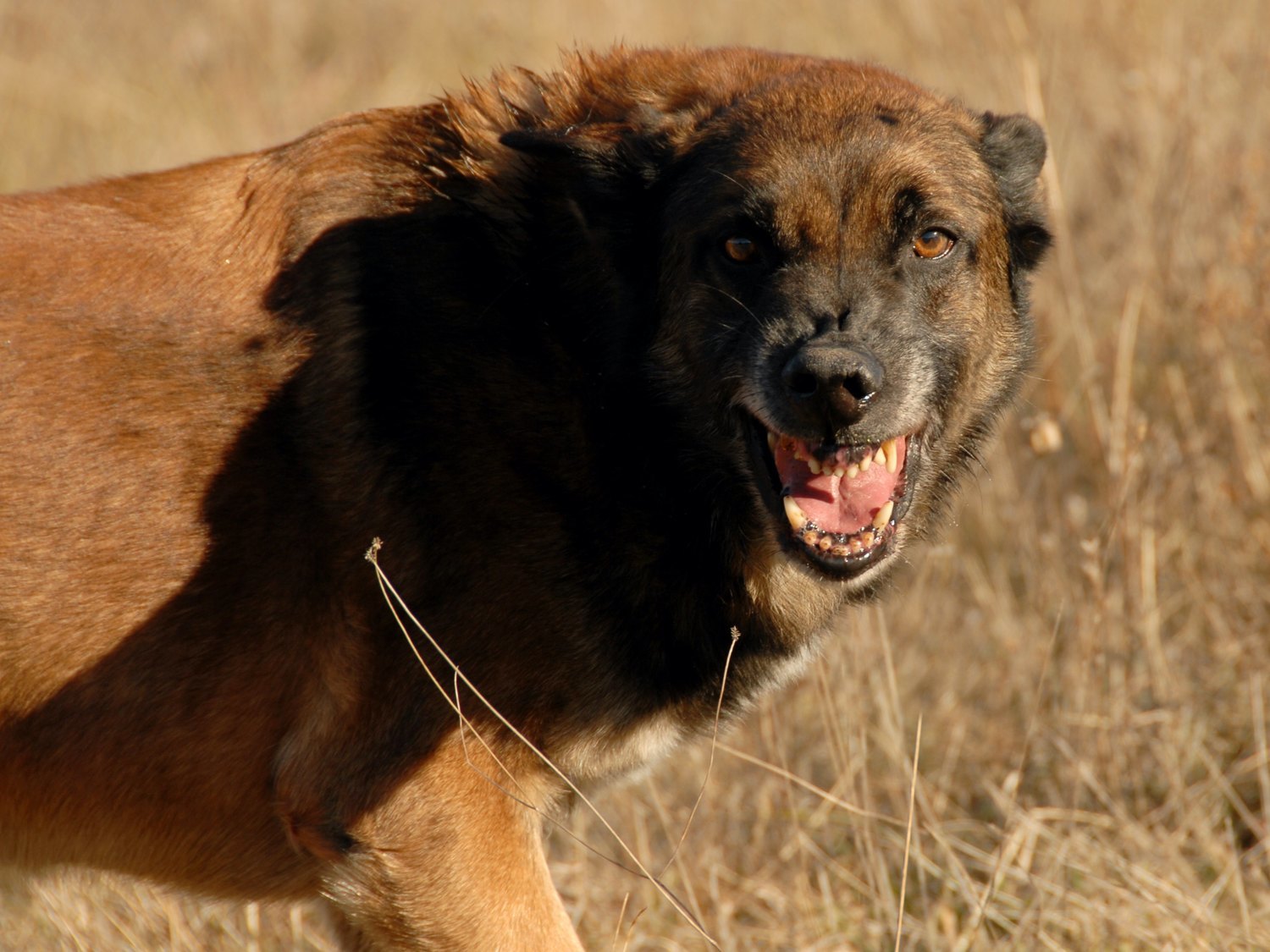 Un perro mata a una bebé de un año que se acercó a su plato de comida en su cocina