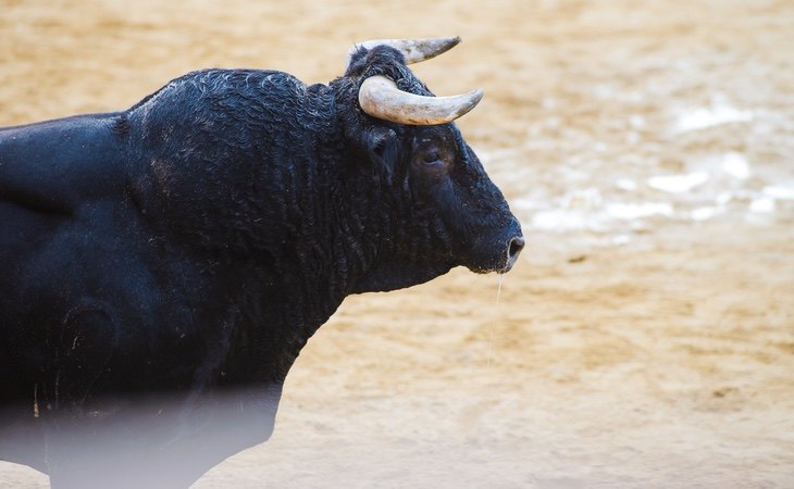 El sector del toro se encuentra en una crisis sin precedentes por la pandemia y la pérdida de afición