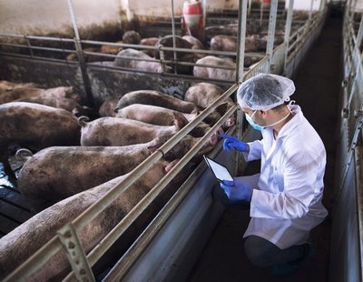 España, primer país de la UE con cámaras en mataderos para garantizar el buen trato animal