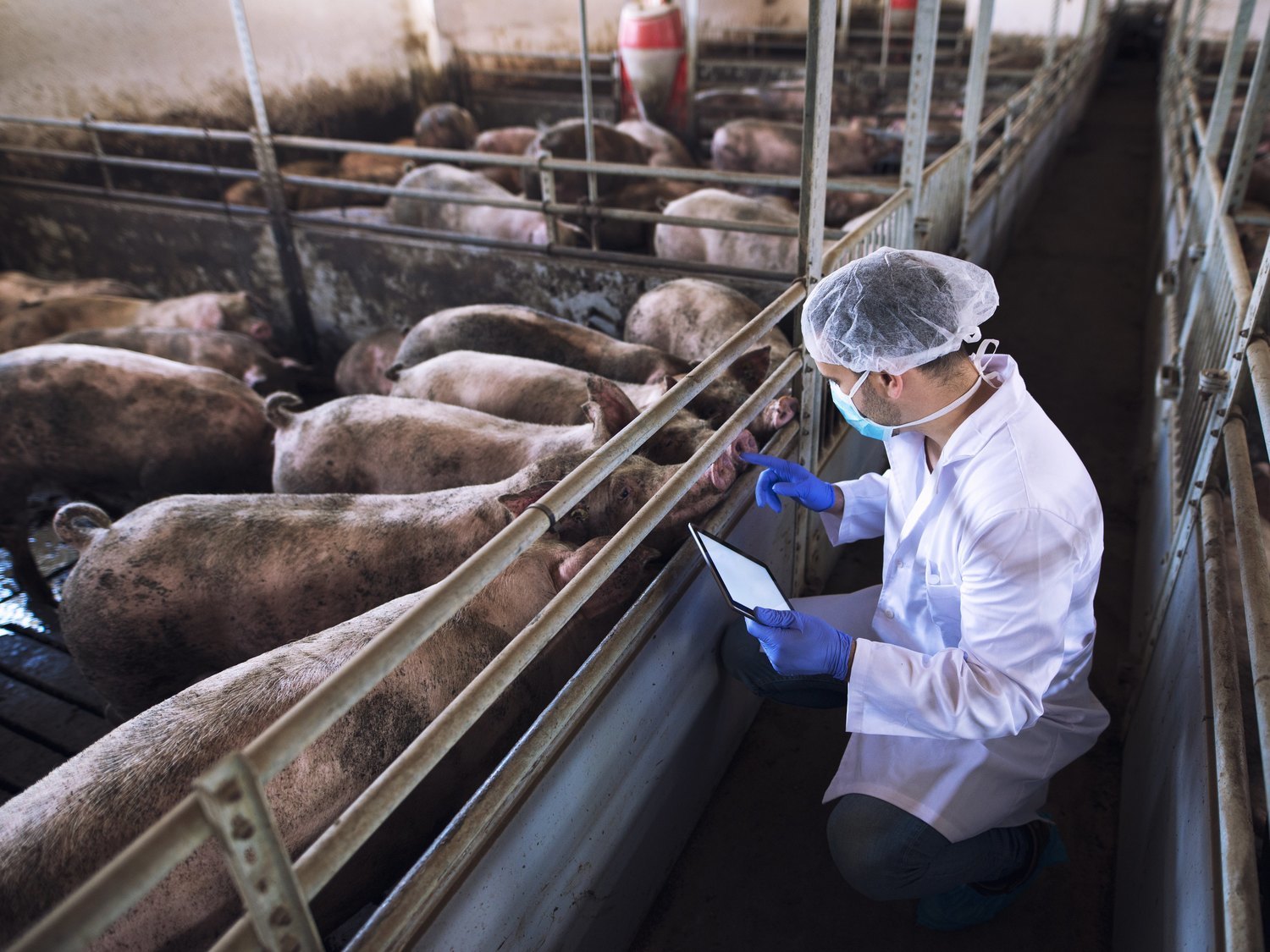 España, primer país de la UE con cámaras en mataderos para garantizar el buen trato animal