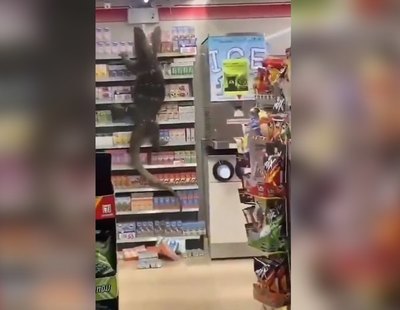 El impactante vídeo del lagarto gigante que se coló en un supermercado de Tailandia