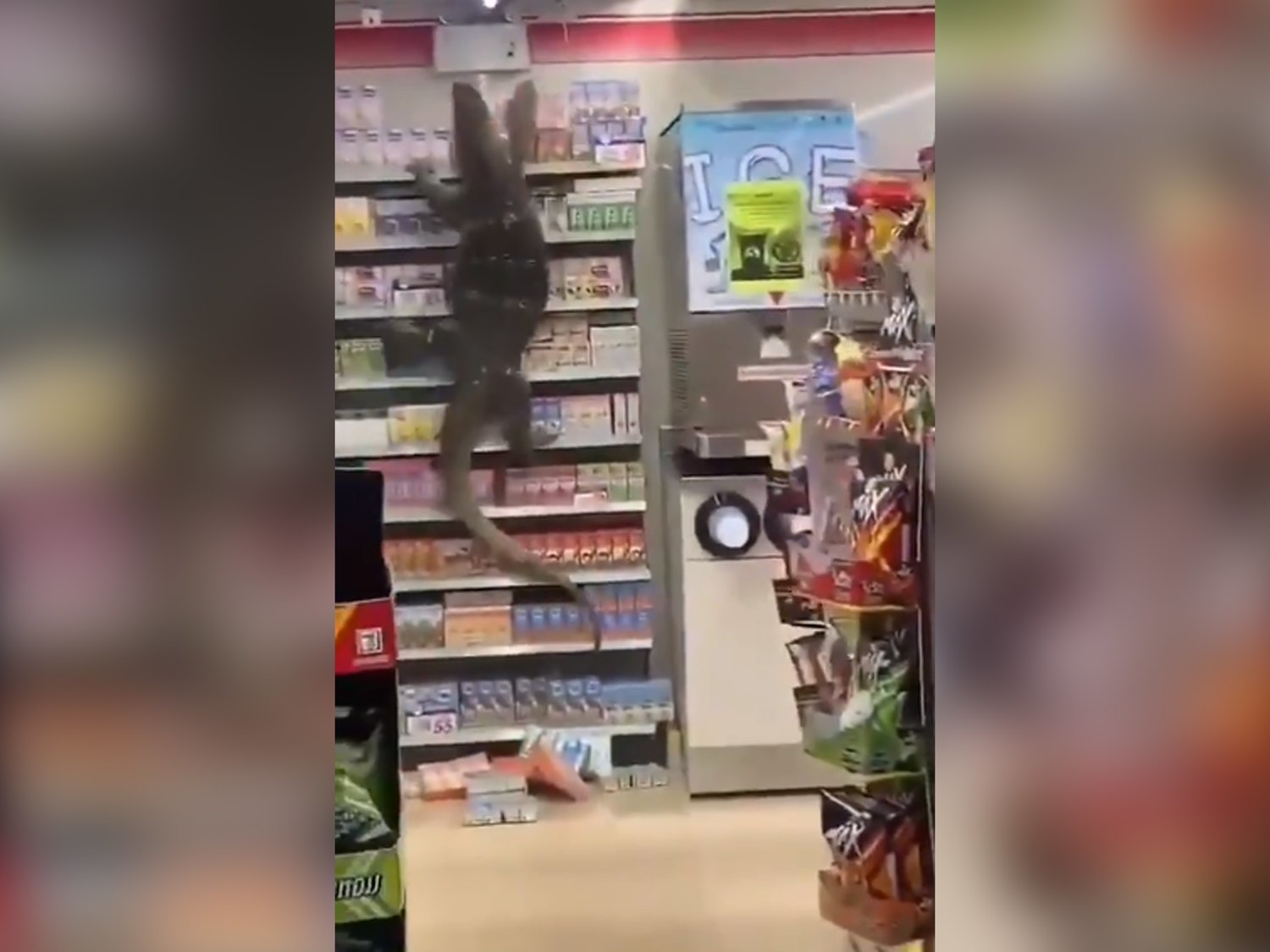 El impactante vídeo del lagarto gigante que se coló en un supermercado de Tailandia