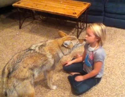 Un padre se confunde y en vez de adoptar un perro para su hija, adopta un coyote: lo que sucedió