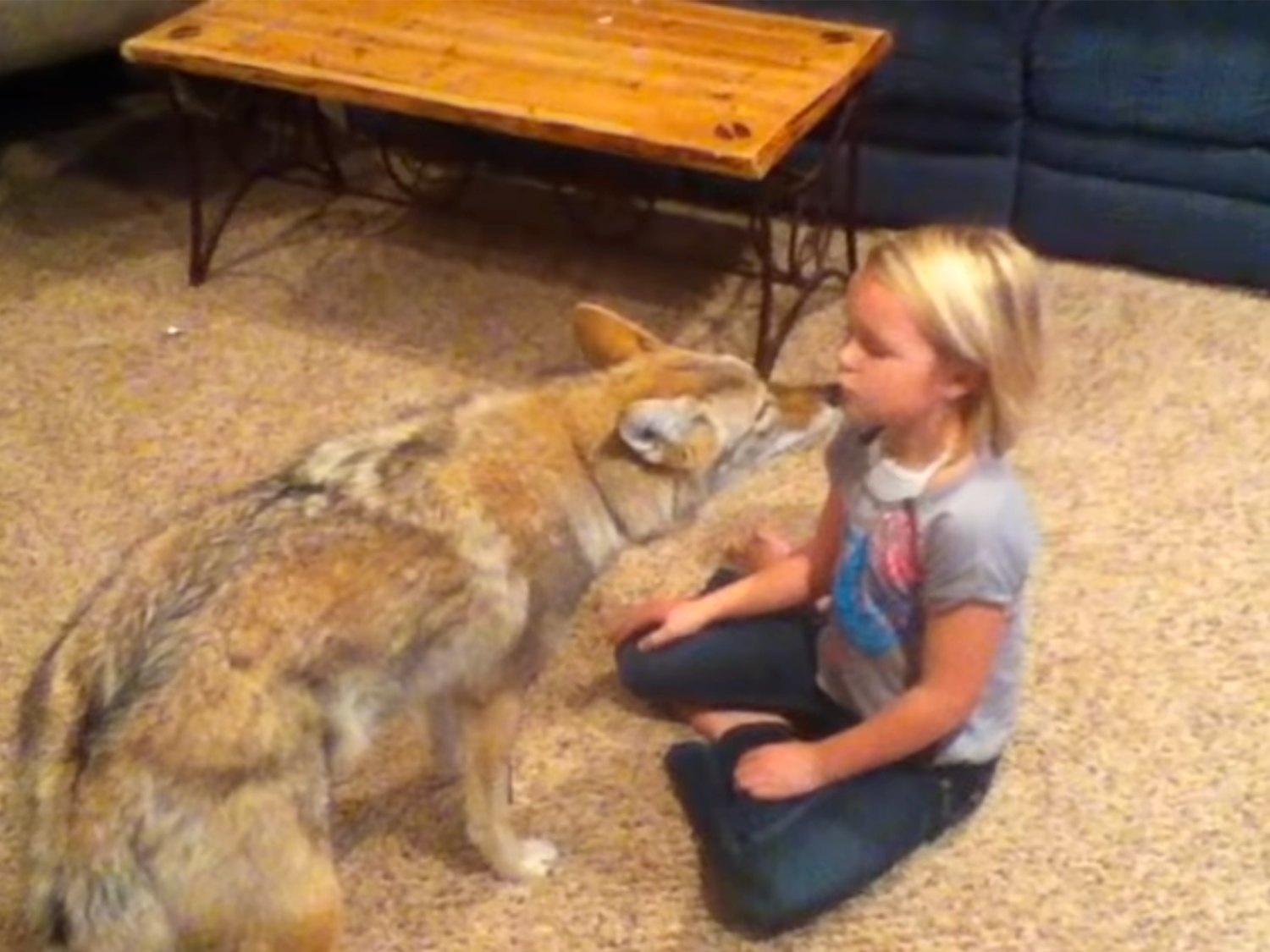Un padre se confunde y en vez de adoptar un perro para su hija, adopta un coyote: lo que sucedió