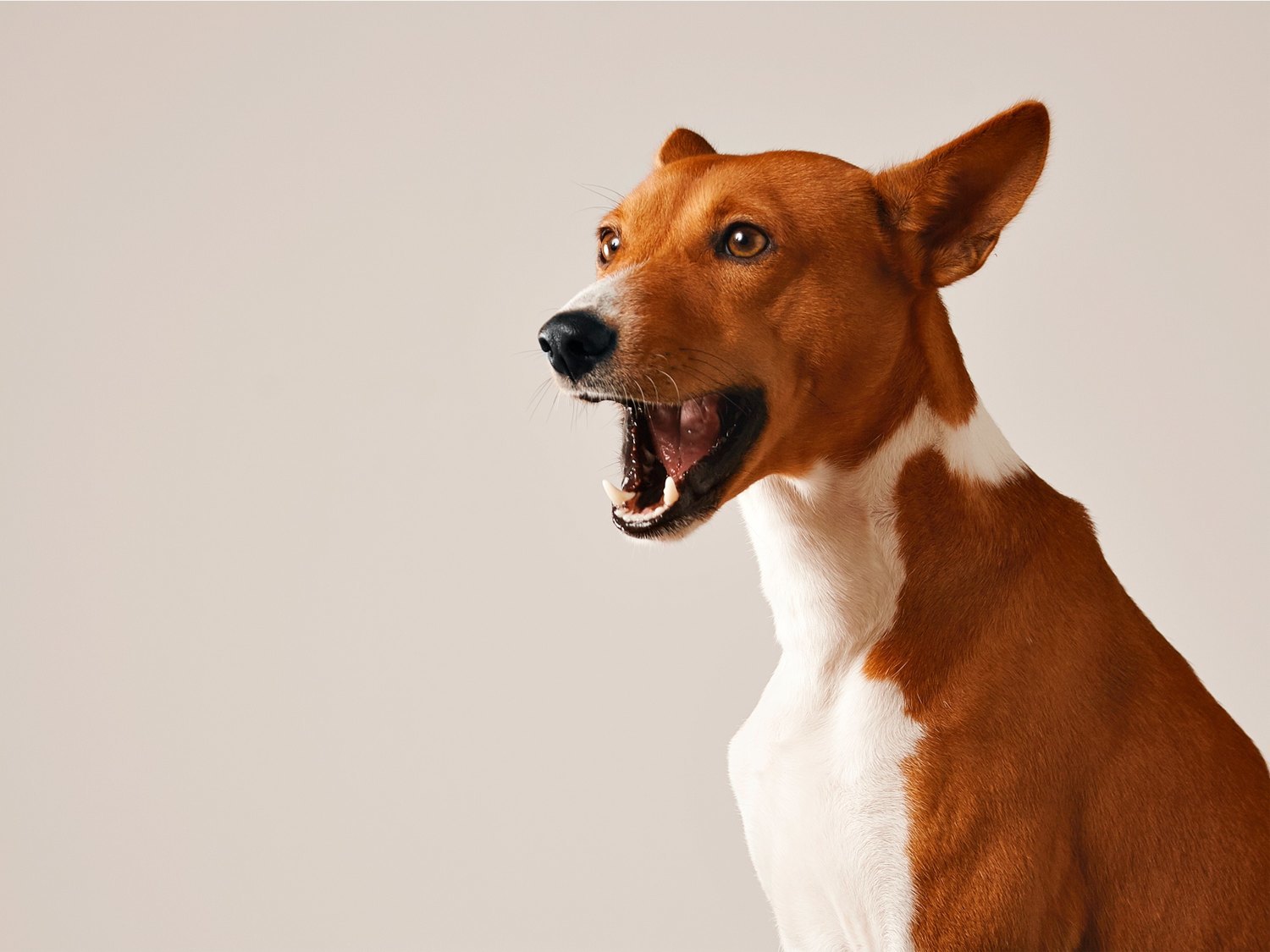 ¿Pueden los perros hablar realmente? Esto es lo que dice la ciencia