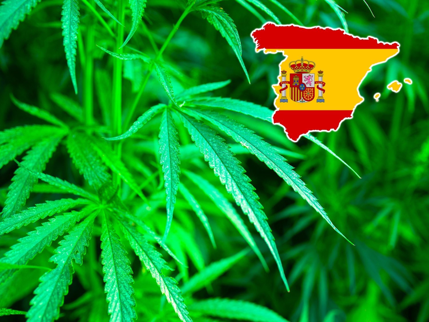 El mapa de la marihuana en España: el ranking de comunidades que más porros consumen