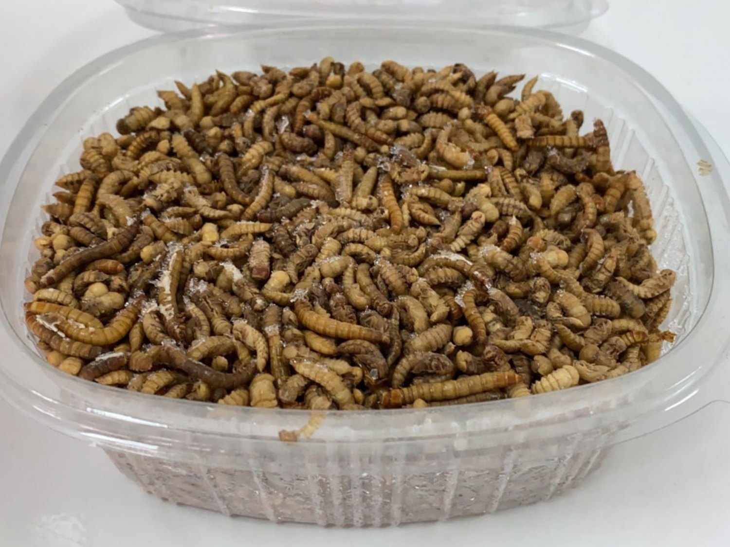 Gusano de harina: La Unión Europea autoriza por primera vez un insecto como alimento