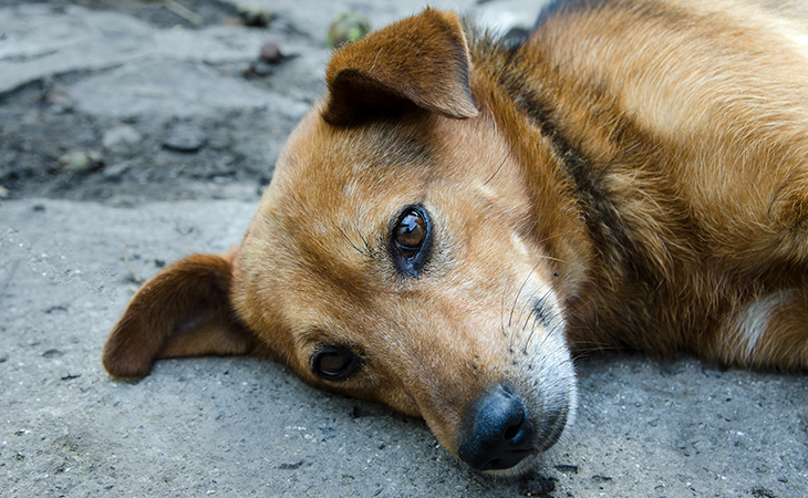 Los perros son seres carnívoros