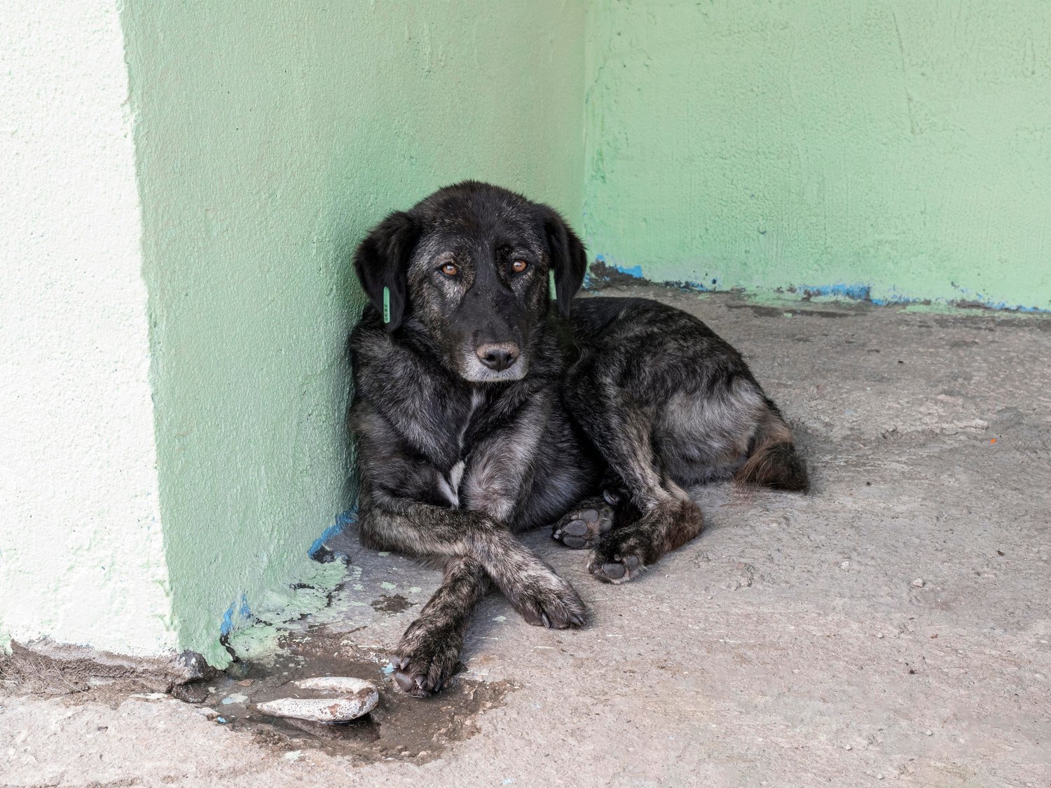 Prohíben a una pareja tener más mascotas por malnutrir a sus perros con una dieta vegana