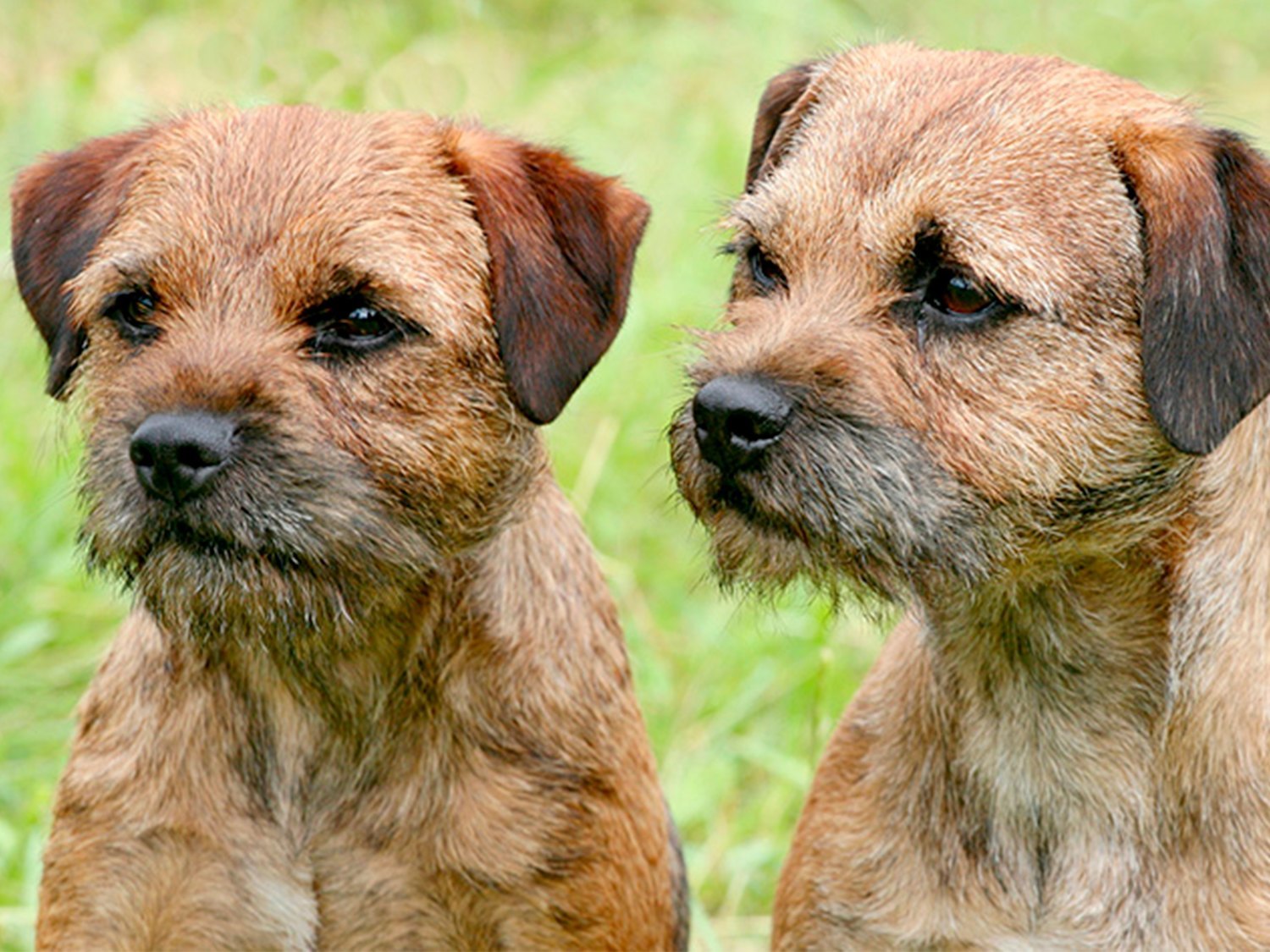 Las 10 mejores razas de perro para tener en un piso