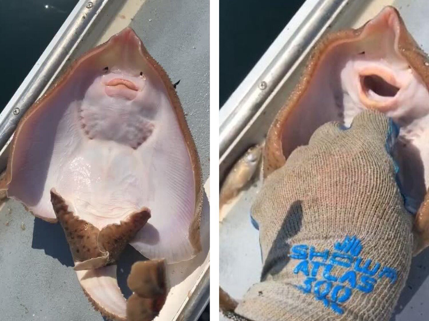 La cruel realidad tras el vídeo viral de un pez raya que 'ríe' por las cosquillas de un pescador
