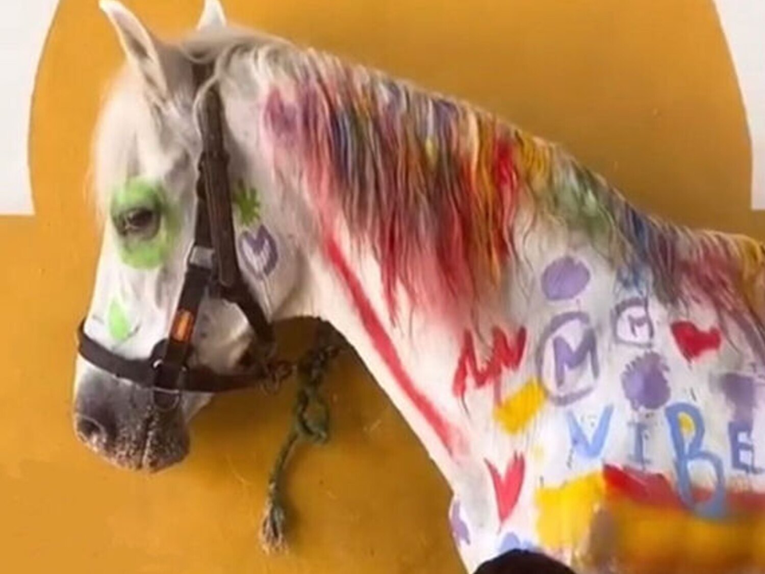 Indignación por una actividad infantil en un curso de verano: pintar un caballo