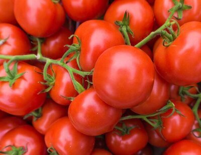 Los tomates también sufren, lloran y gritan, según un estudio