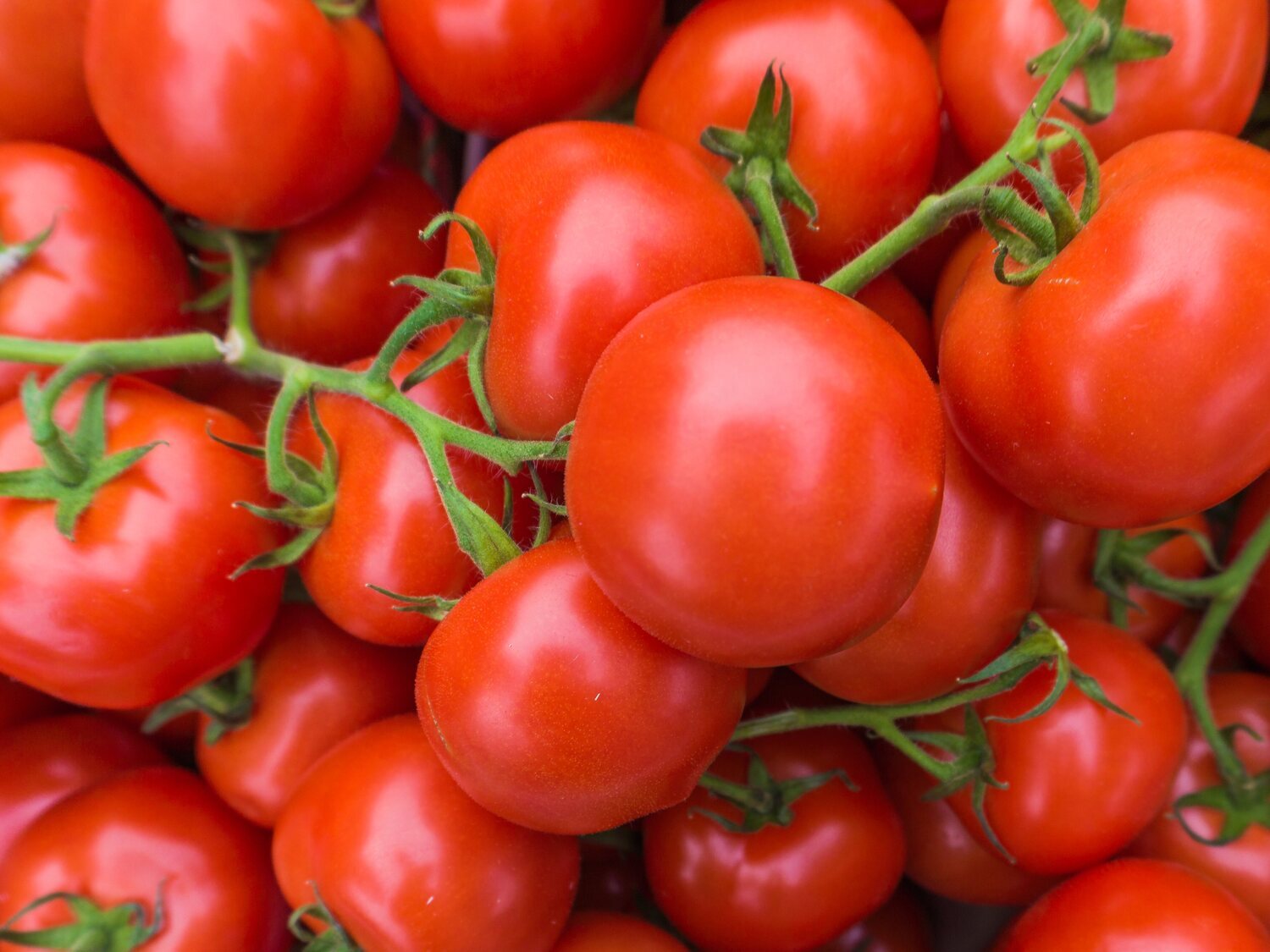 Los tomates también sufren, lloran y gritan, según un estudio