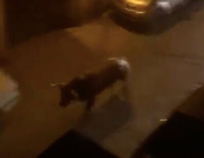 Pánico en Guadalajara: un toro se escapa de la plaza en pleno espectáculo, ataca a la multitud y deja dos heridos