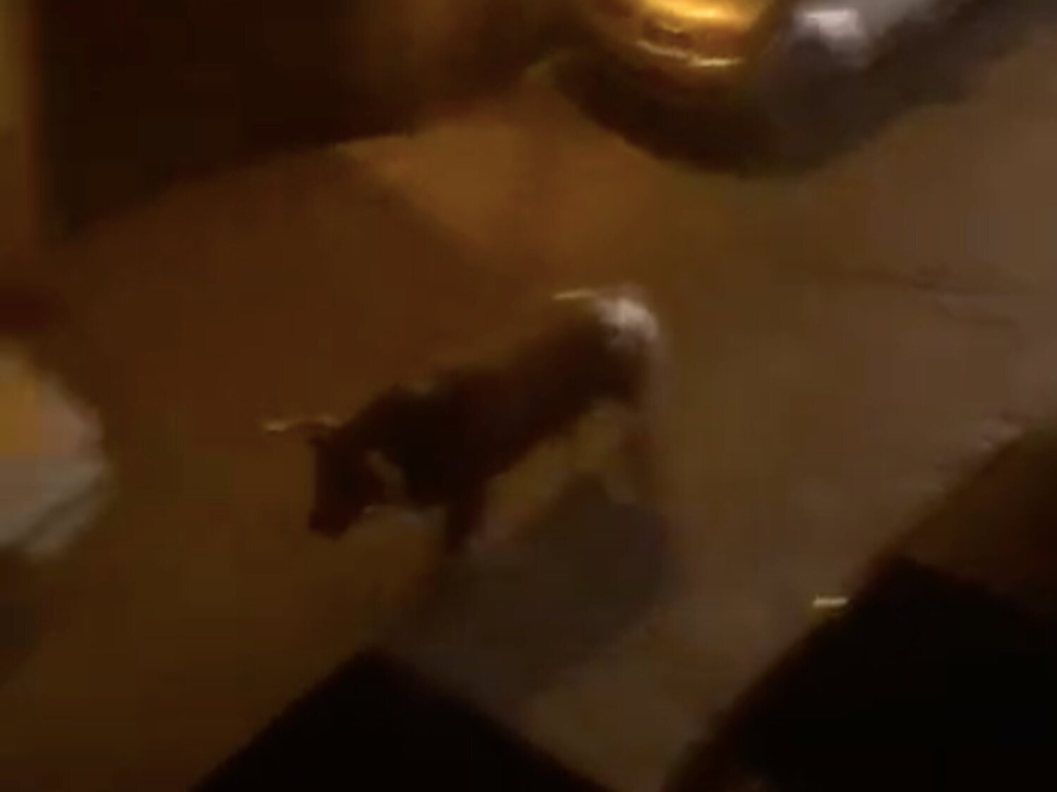 Pánico en Guadalajara: un toro se escapa de la plaza en pleno espectáculo, ataca a la multitud y deja dos heridos