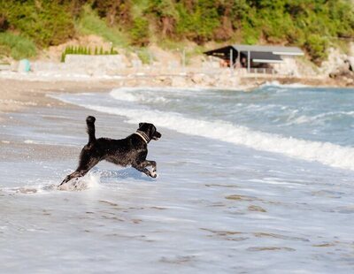 Un hombre muere ahogado al salvar a su perro en las costas de Alicante