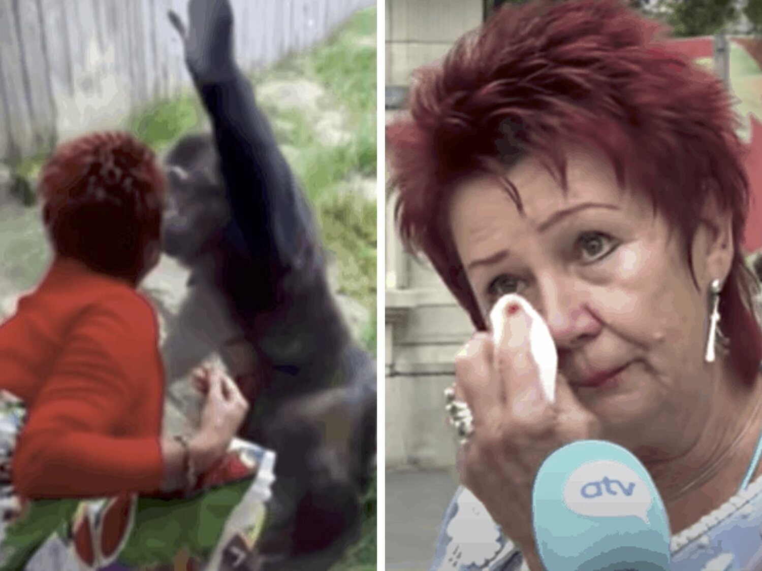 Prohíben entrar en un zoo de Bélgica a una mujer por comenzar una relación con un chimpancé