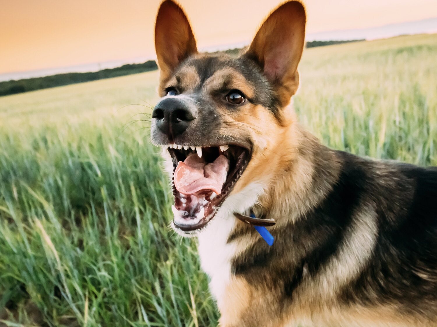 Muere un niño de 5 años tras el ataque de un perro en Lucena (Córdoba), mientras dormía