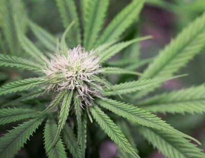 Italia legaliza el cultivo de hasta cuatro plantas de marihuana en cada vivienda