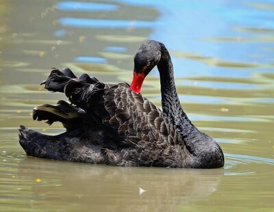 Así es la teoría del 'cisne negro' que predice catástrofes o desgracias mundiales