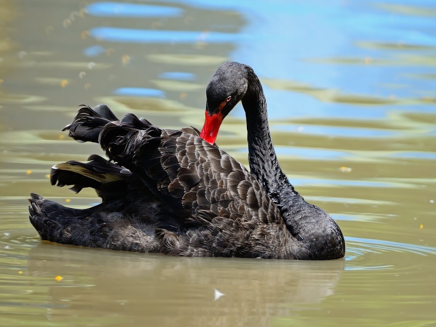 Así es la teoría del 'cisne negro' que predice catástrofes o desgracias mundiales