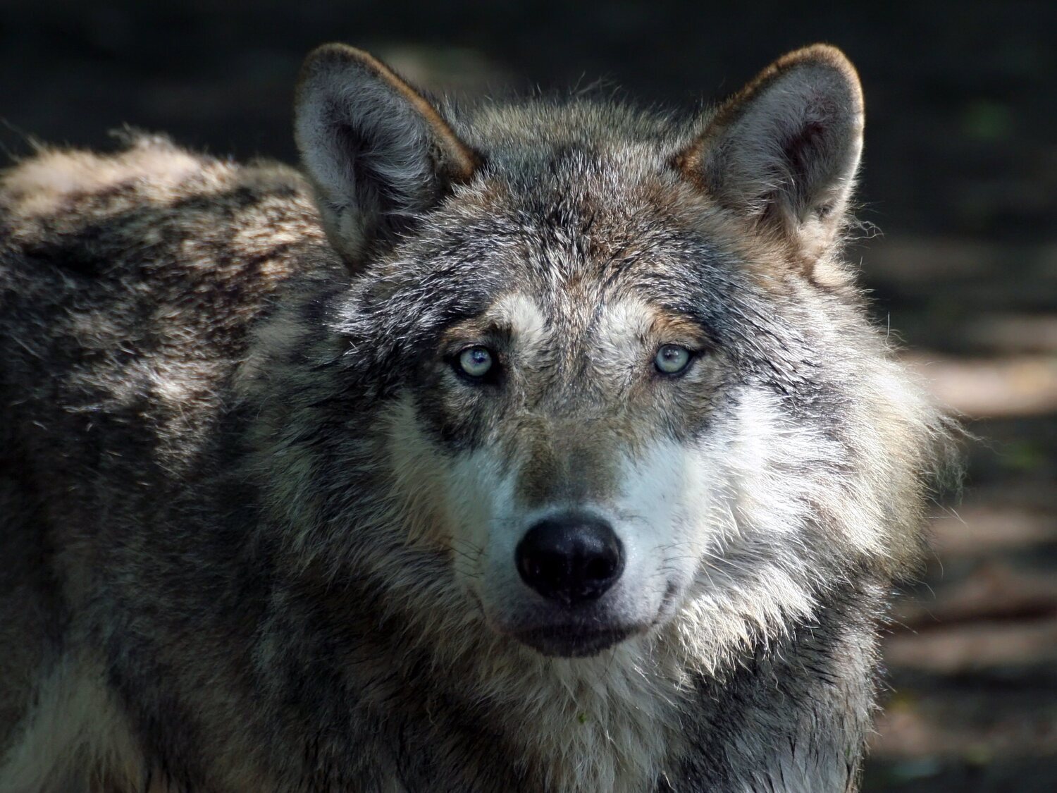 Ya es oficial: queda prohibida la caza del lobo en toda España