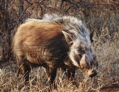 Un jabalí ataca y mata brutalmente al cazador que le acababa de disparar en Italia