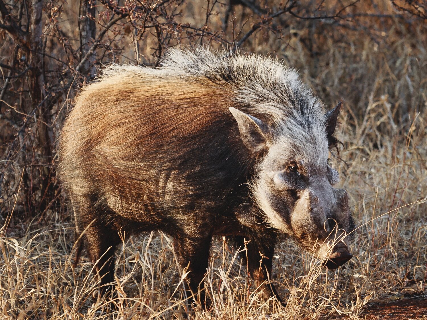 Un jabalí ataca y mata brutalmente al cazador que le acababa de disparar en Italia