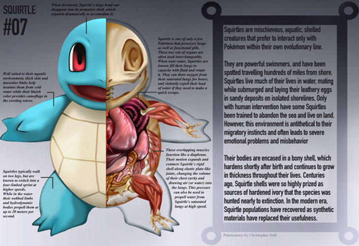 Ilustración de Squirtle