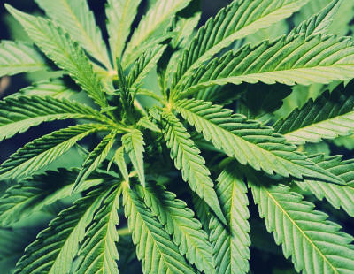7 motivos para legalizar la marihuana