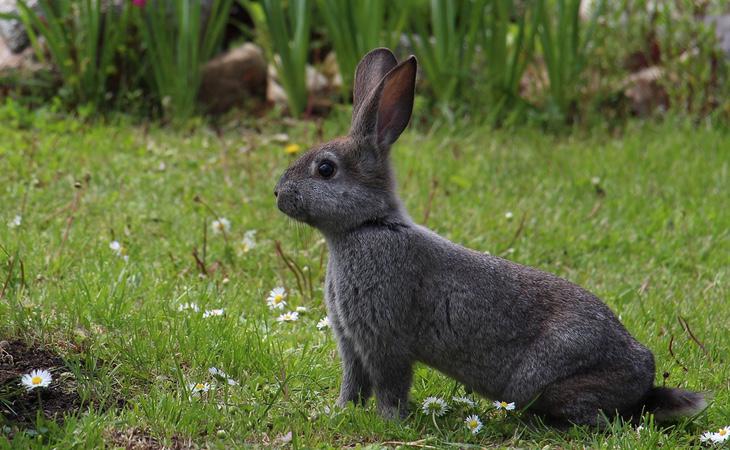 Ni idea de por qué se llama 'liebre' y no toma el nombre de otro animal