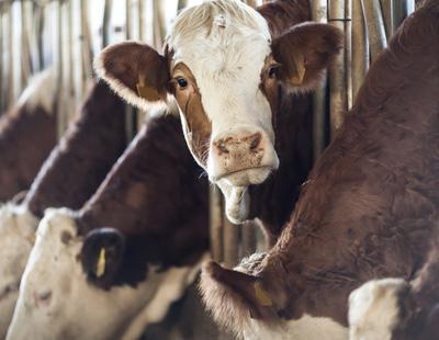 Unos ganaderos encuentran la forma de cargar el móvil con caca de vaca