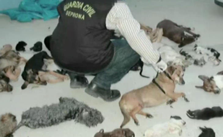 La Guardia Civil encontró multitud de animales muertos tirados por los suelos