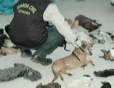La acusada de exterminar a 2.200 perros y gatos entre terribles sufrimientos lo niega todo ante el juez