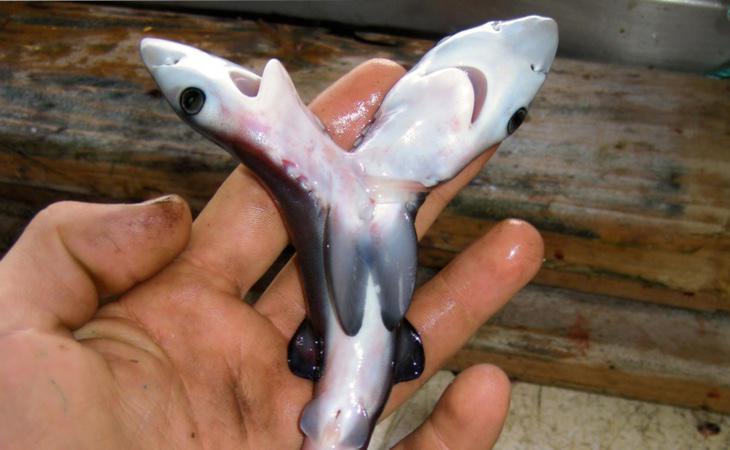 Tiburón de dos cabezas encontrado en 2008 en Australia