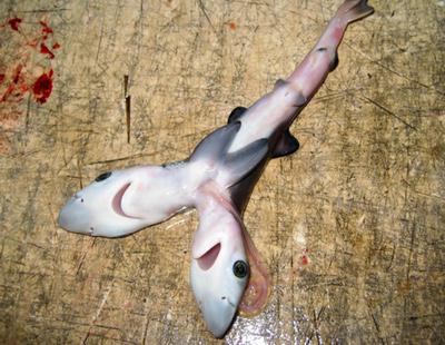 Están apareciendo tiburones con dos cabezas y los científicos no se lo explican