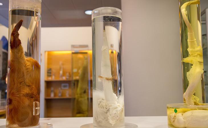 En este museo puedes comparar el pene de una ballena con el de un ratón