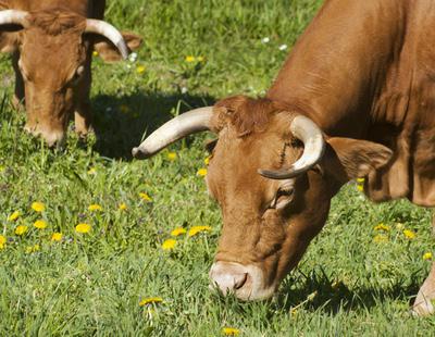 Construyen la primera fábrica de clonación masiva