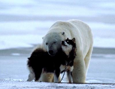 El oso que se hizo viral por acariciar a un perro acabó comiéndoselo