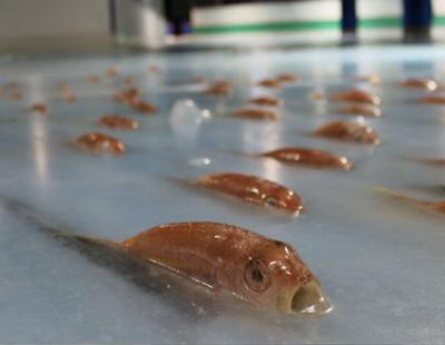 Una pista de patinaje con 5.000 peces congelados causa una gran polémica