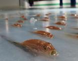 Una pista de patinaje con 5.000 peces congelados causa una gran polémica