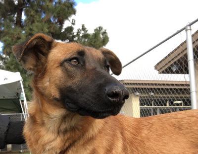 Un perro abandonado ve cómo su antigua familia va a buscar un nuevo perro a la misma protectora