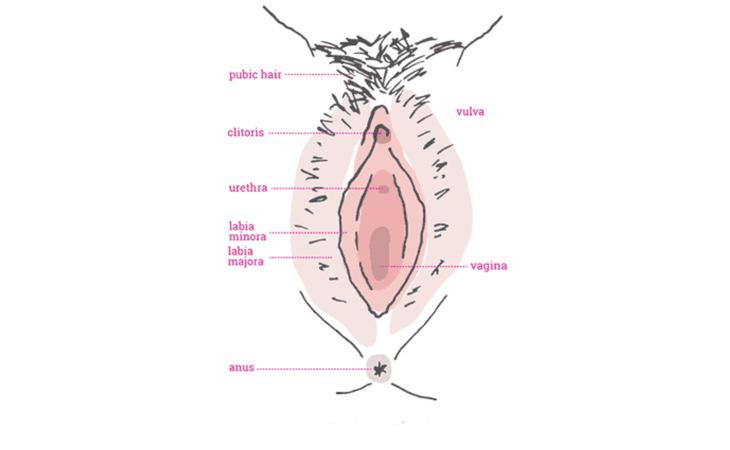 'Labia Library' pretende a ayudar a mujeres a comprender que hay muchos tipos de vaginas normales