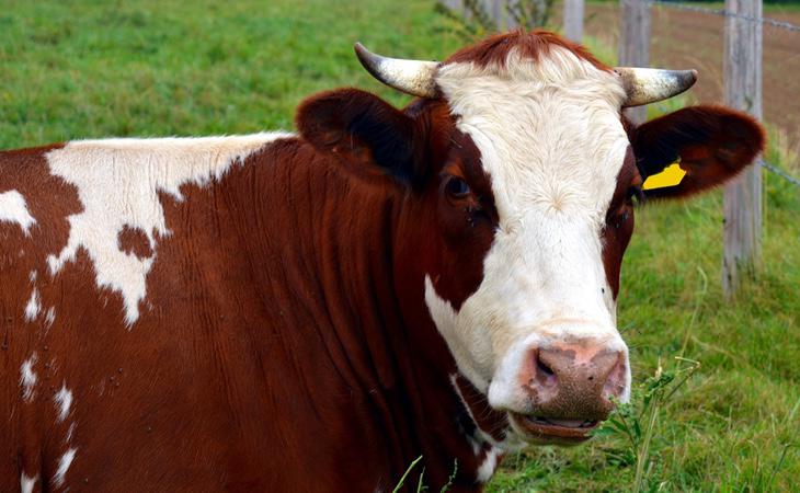 China anunció la apertura de una granja de animales clonados para el consumo