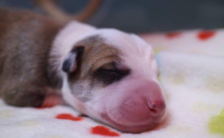 El nuevo perro de la familia, cuando tenía unas pocas semanas de vida