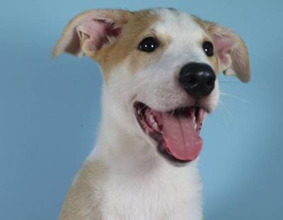 Una familia argentina recibe por primera vez un perro clonado por encargo