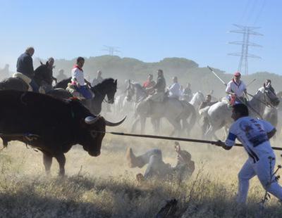 El Tribunal Constitucional ratifica la prohibición de matar al Toro de la Vega